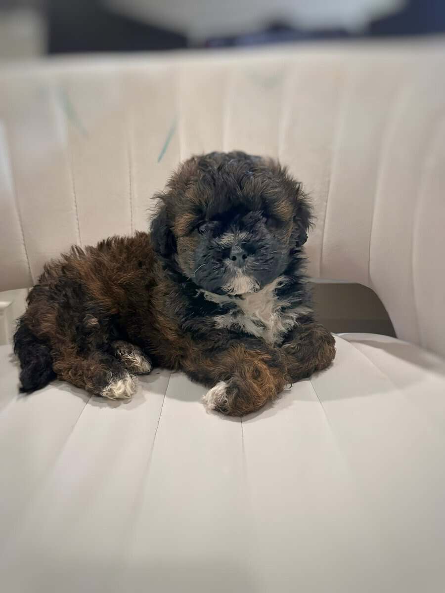 Tri-Colored 8 Week Old Shih-Poo Puppy image 4