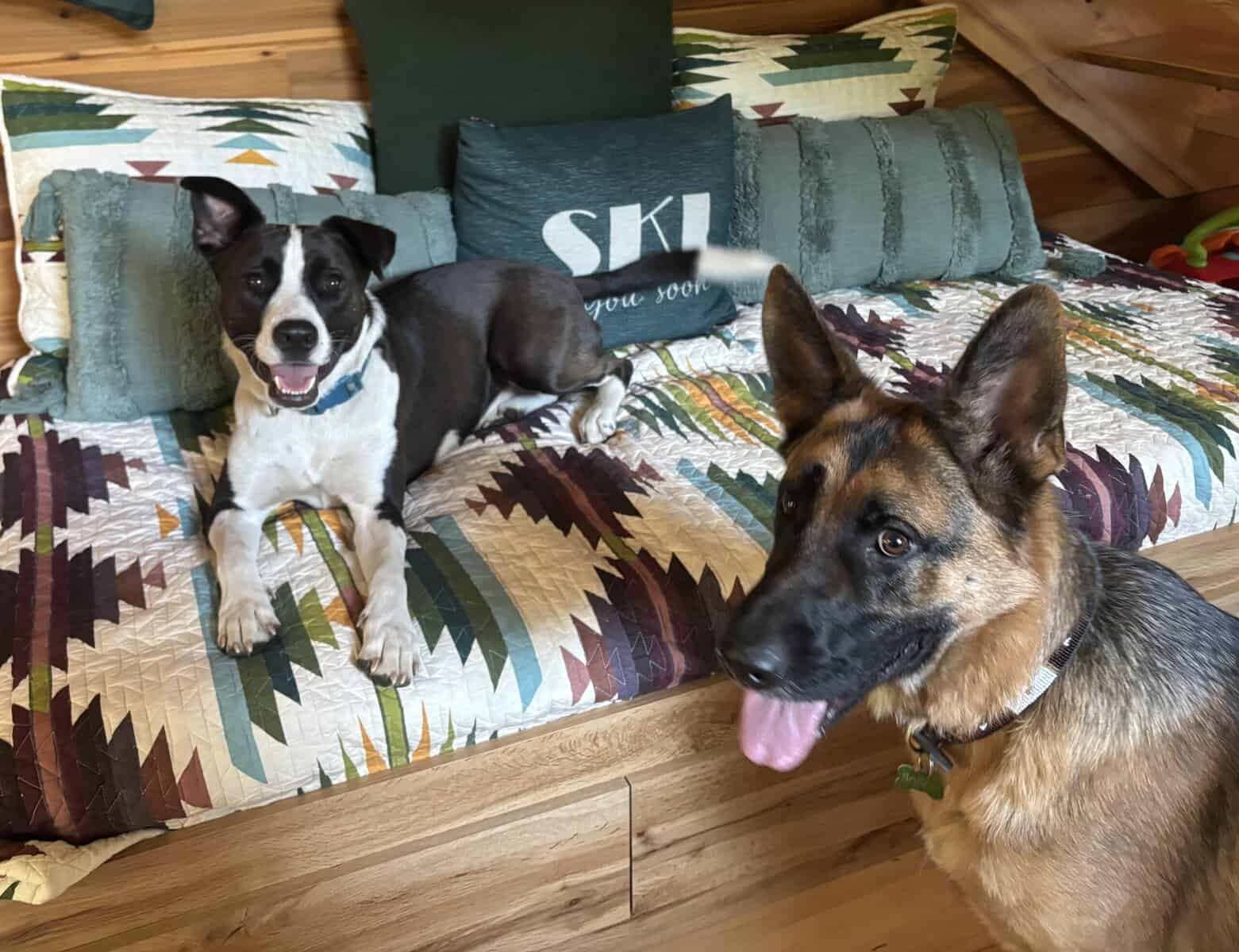 German Shepard and Border Collie Mix image 2