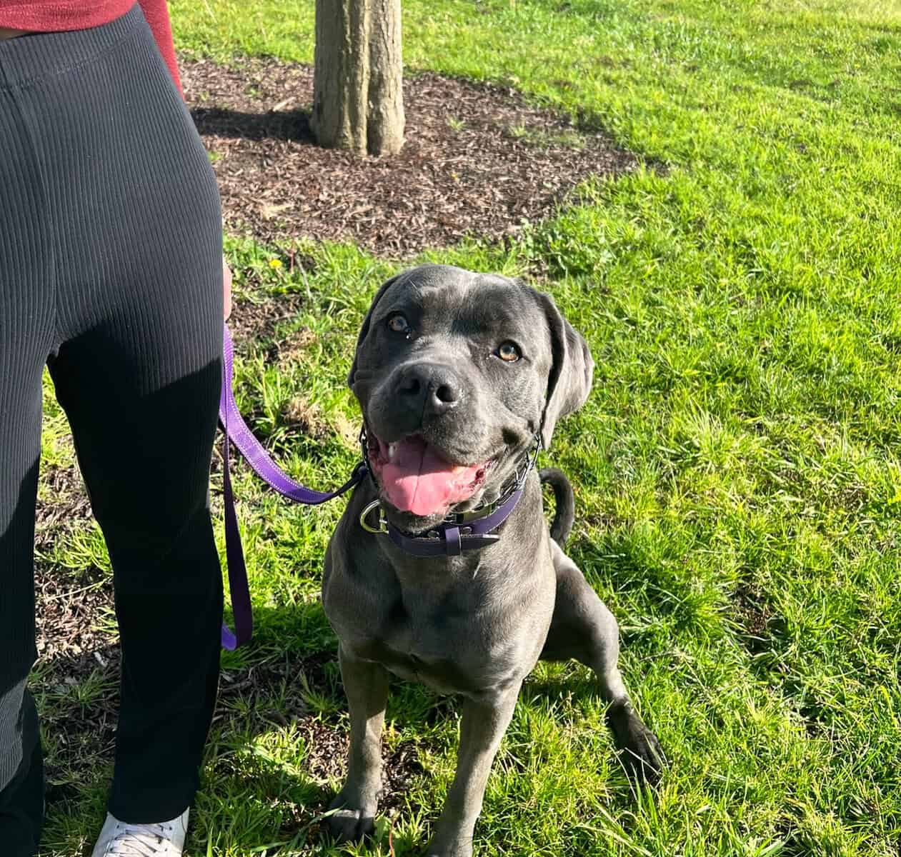 Cane Corso Female 3 Yr Old image 4