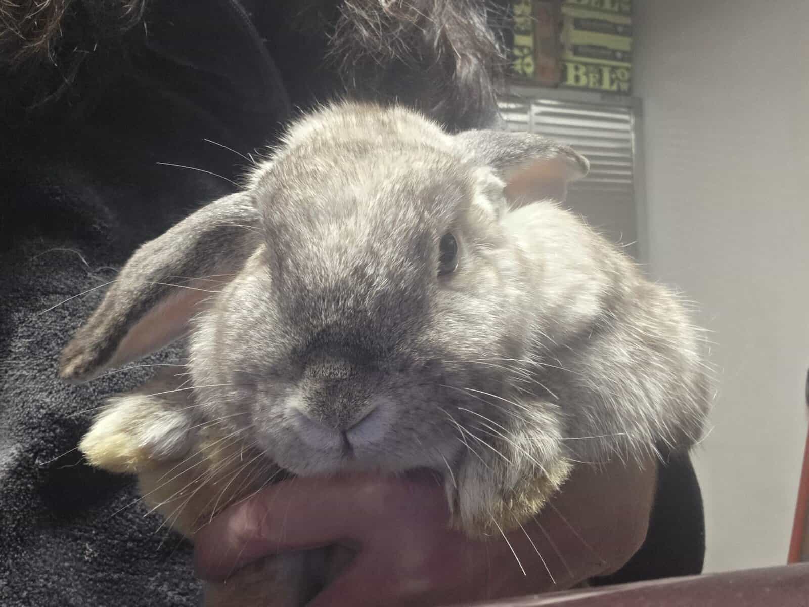 Three loving bunnies image 1