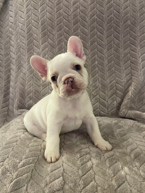 Piper French Bulldog image 1