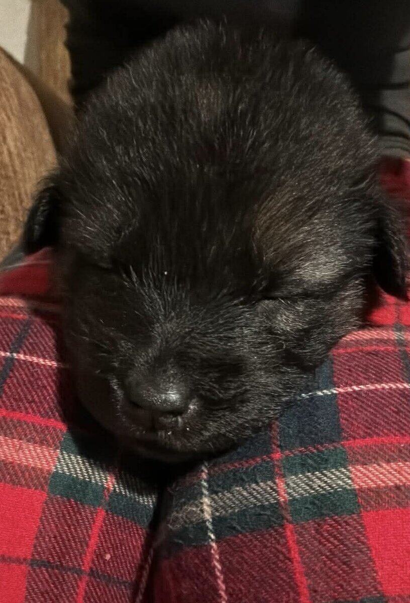 German Shepherd mix image 7
