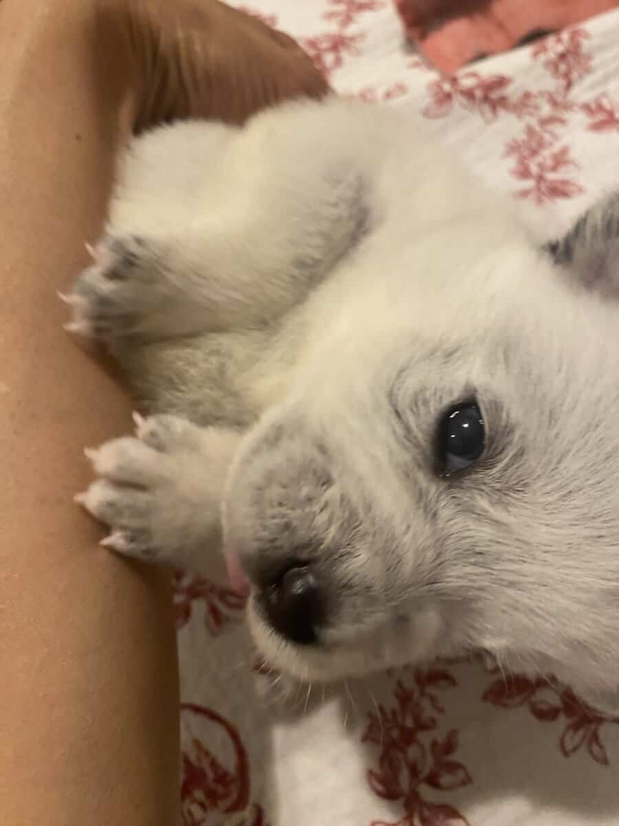 Australian Caddle pups for sale image 16