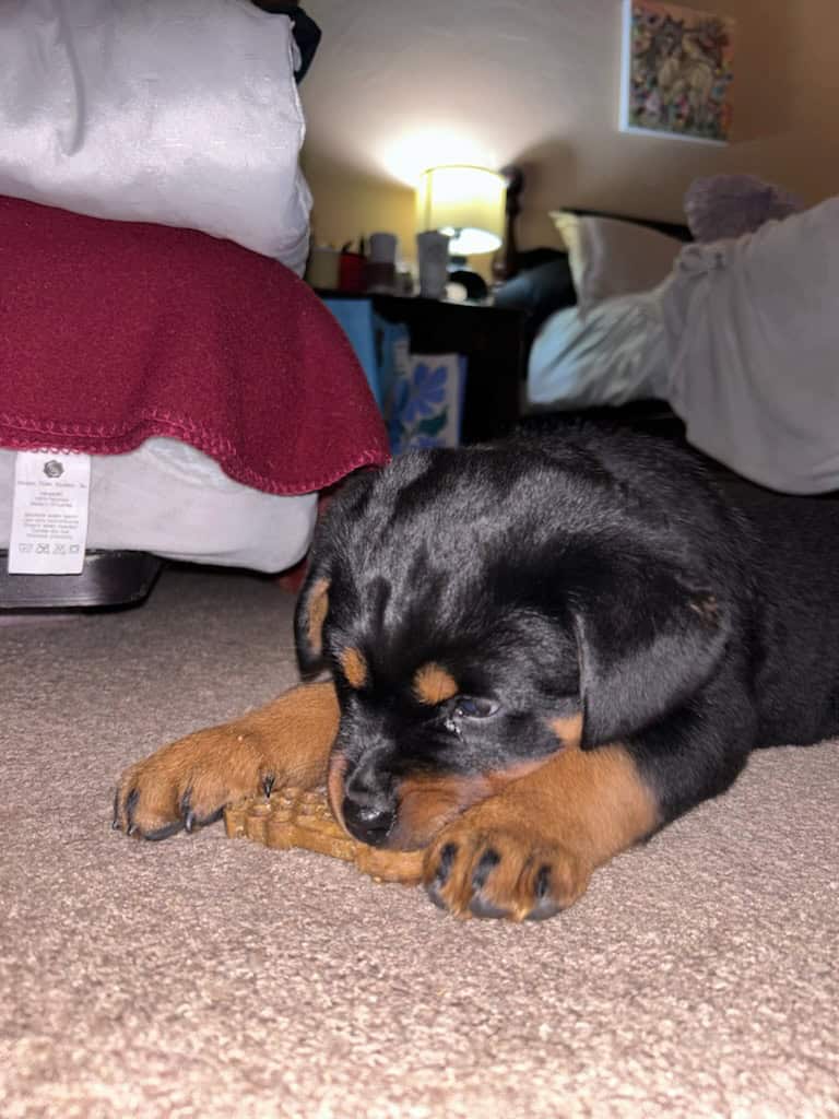 Rottweiler Puppies Available image 2