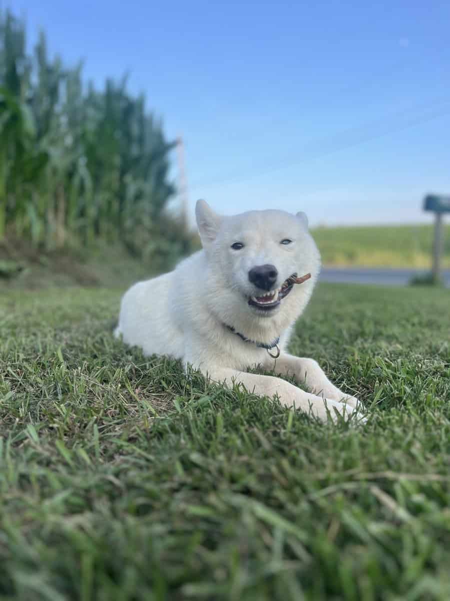 Husky re-home image 2