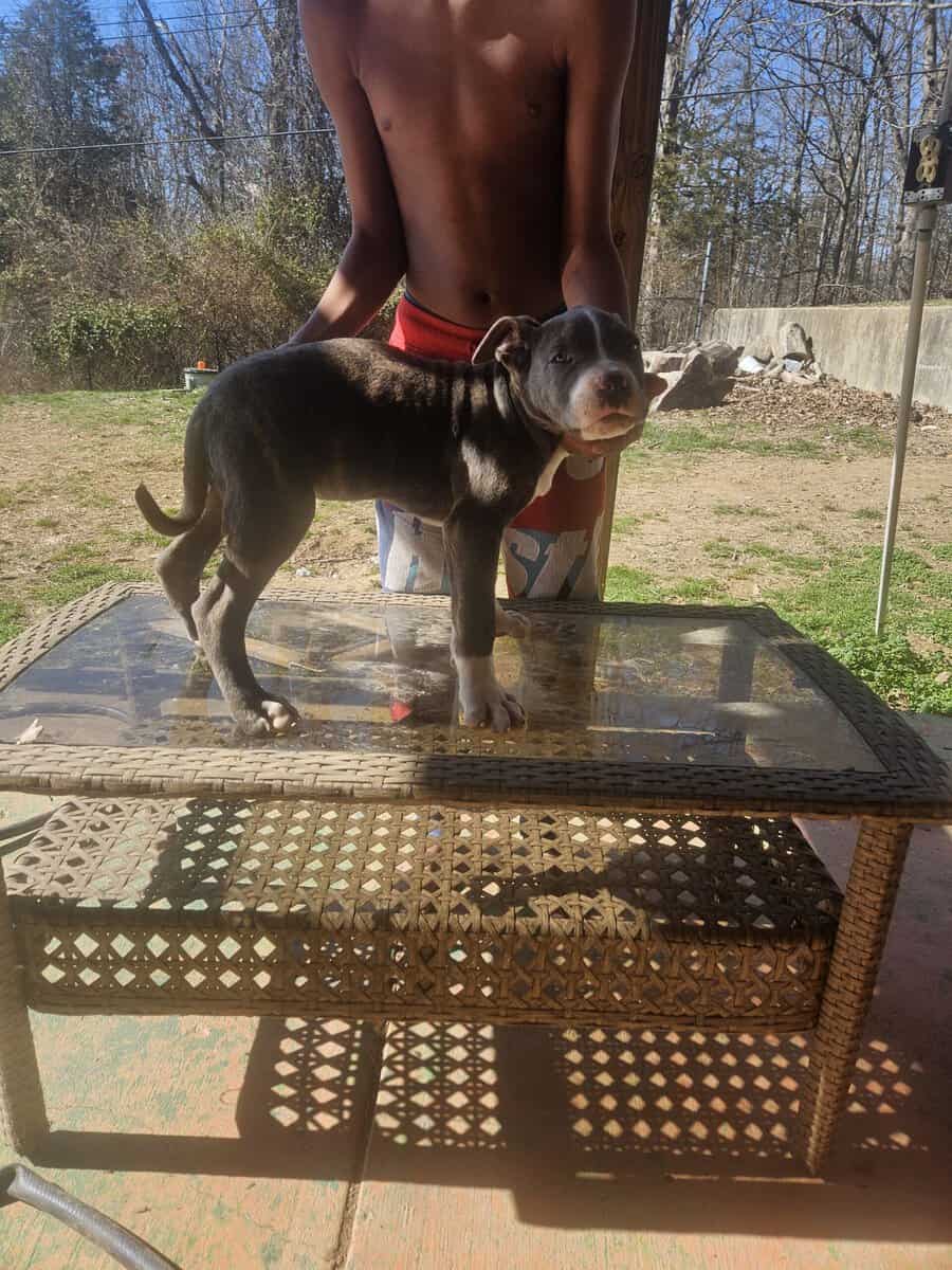 Cane corso pit mix/ image 2