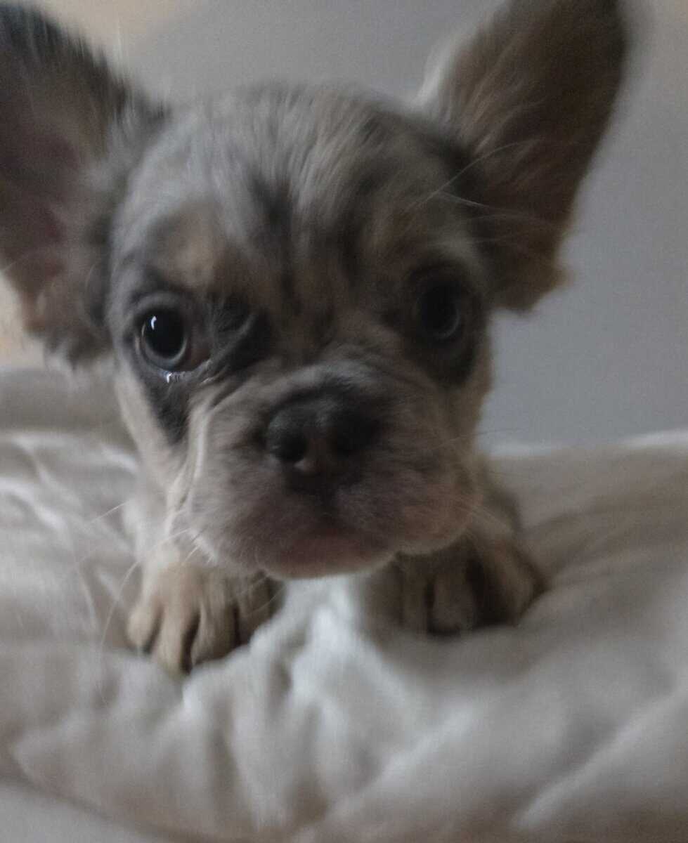 FLUFFY French Bulldog puppies image 2
