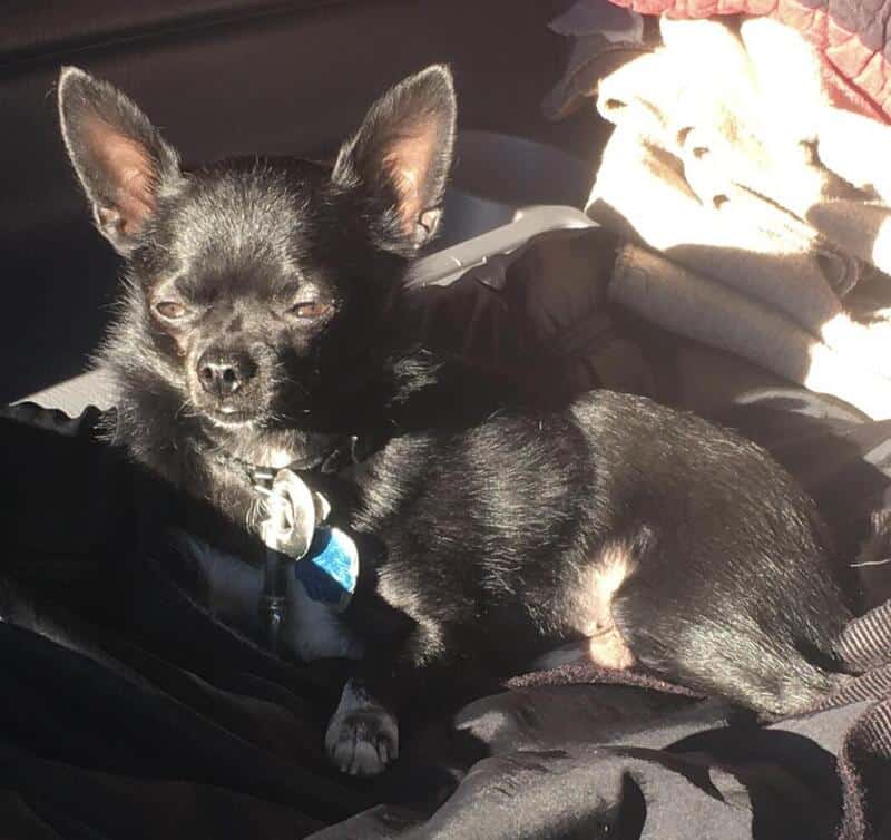 Teacup Chihuahua puppies image 4