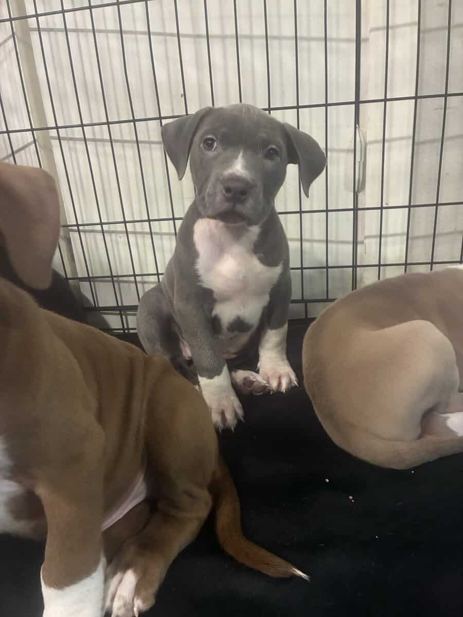 Beautiful American Staffordshire Terrier Puppies. image 12