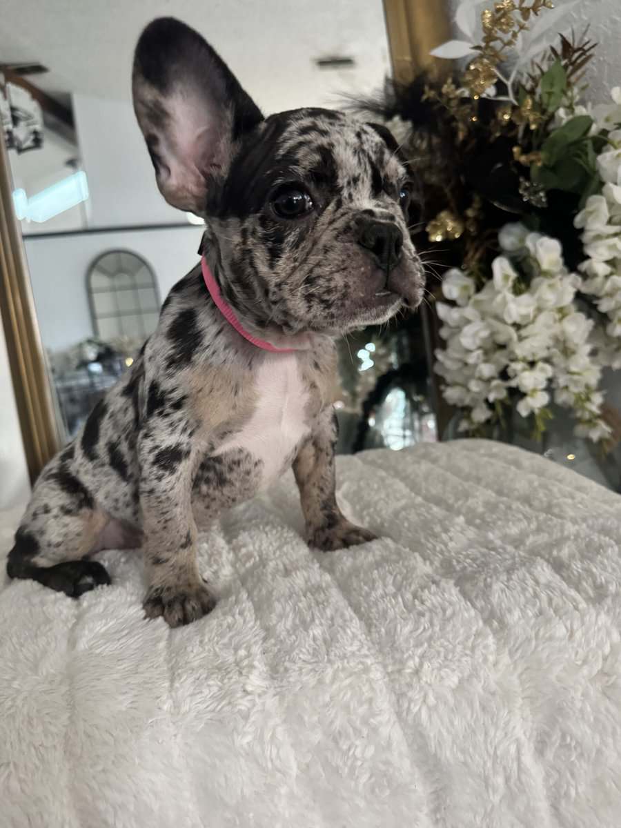 12-Week-Old Frenchie Puppies Ready Today! image 8