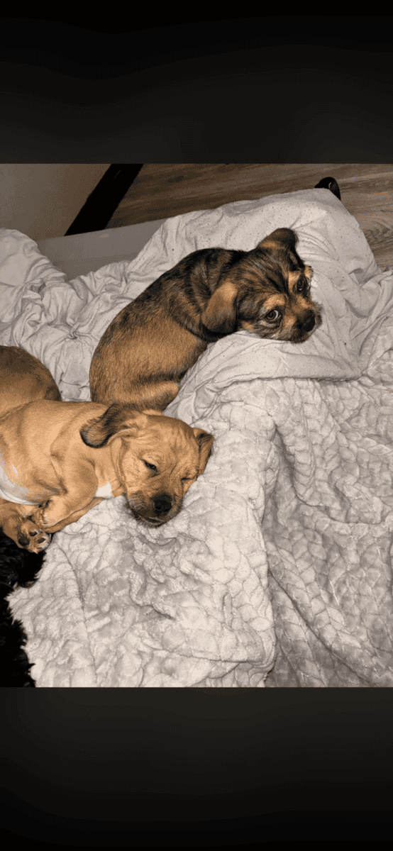 Puppies image 1