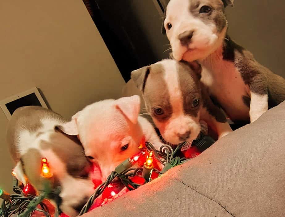 Pitbulls all girls image 1