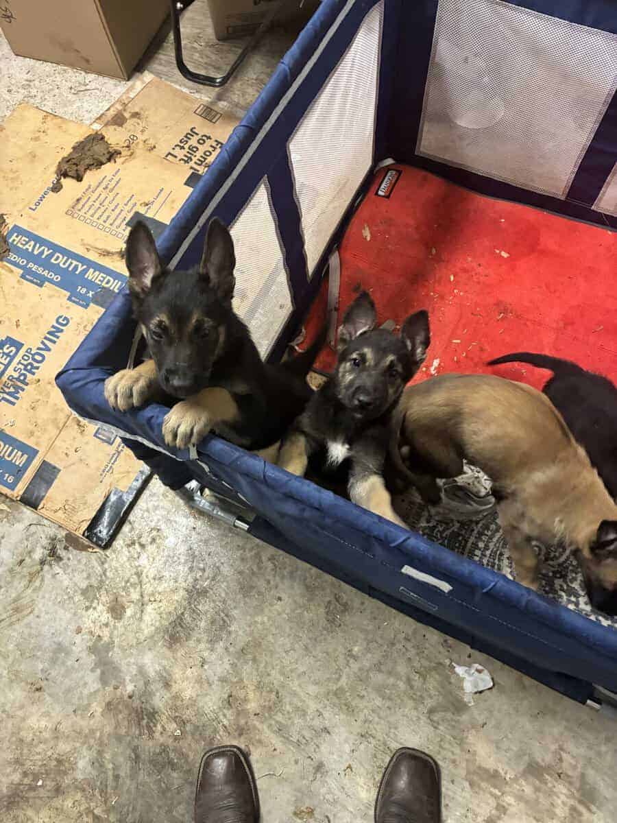 Belgian Malinios Puppies image 10
