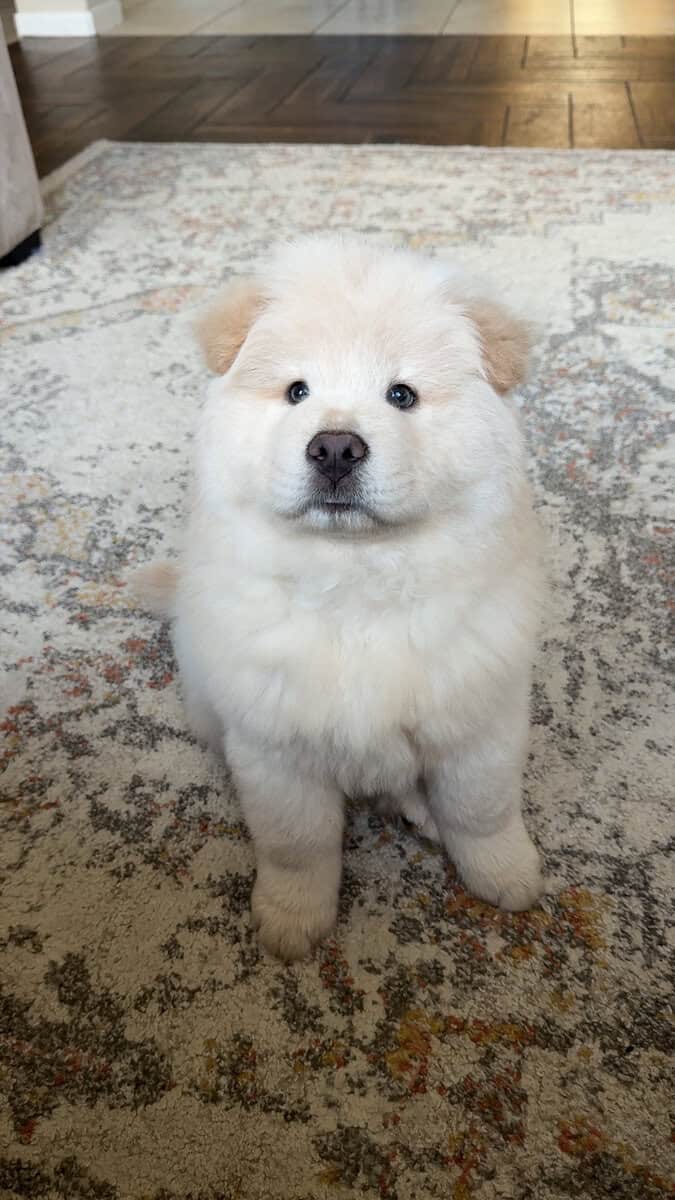 Chow chow for sale image 5