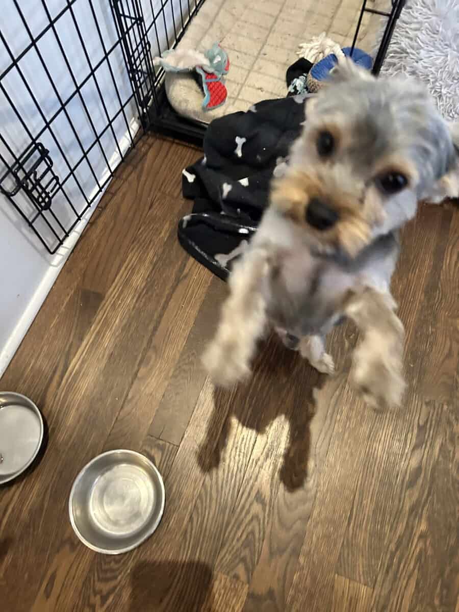 Sweet Young Pure Bred Yorkie image 1
