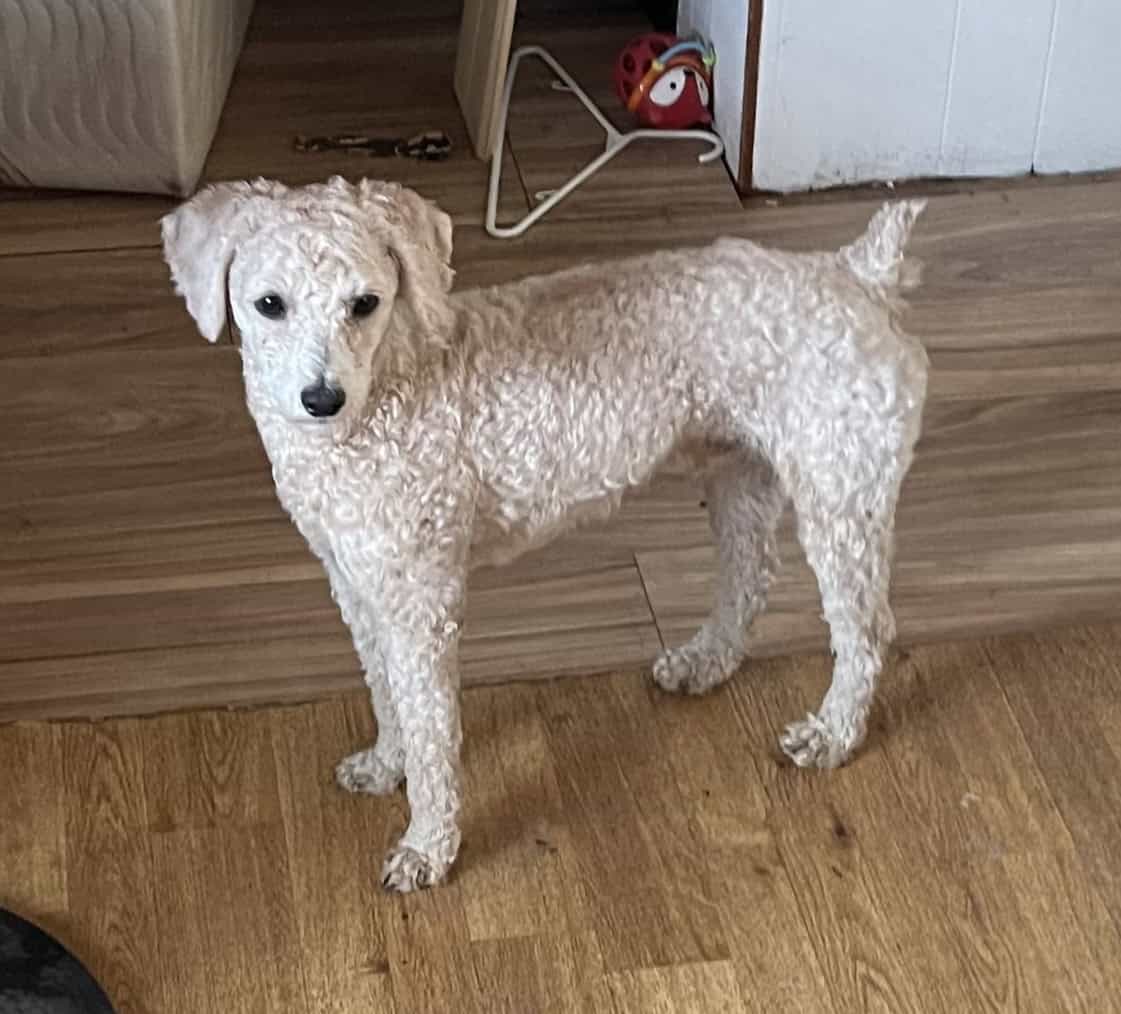 Poodle image 1