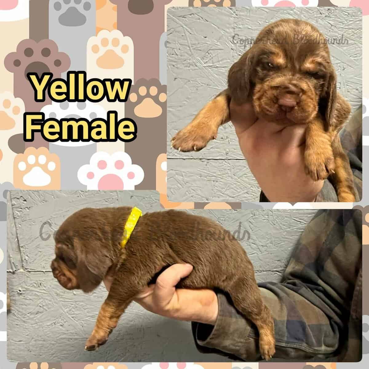 Copperhead Bloodhound Puppies image 5