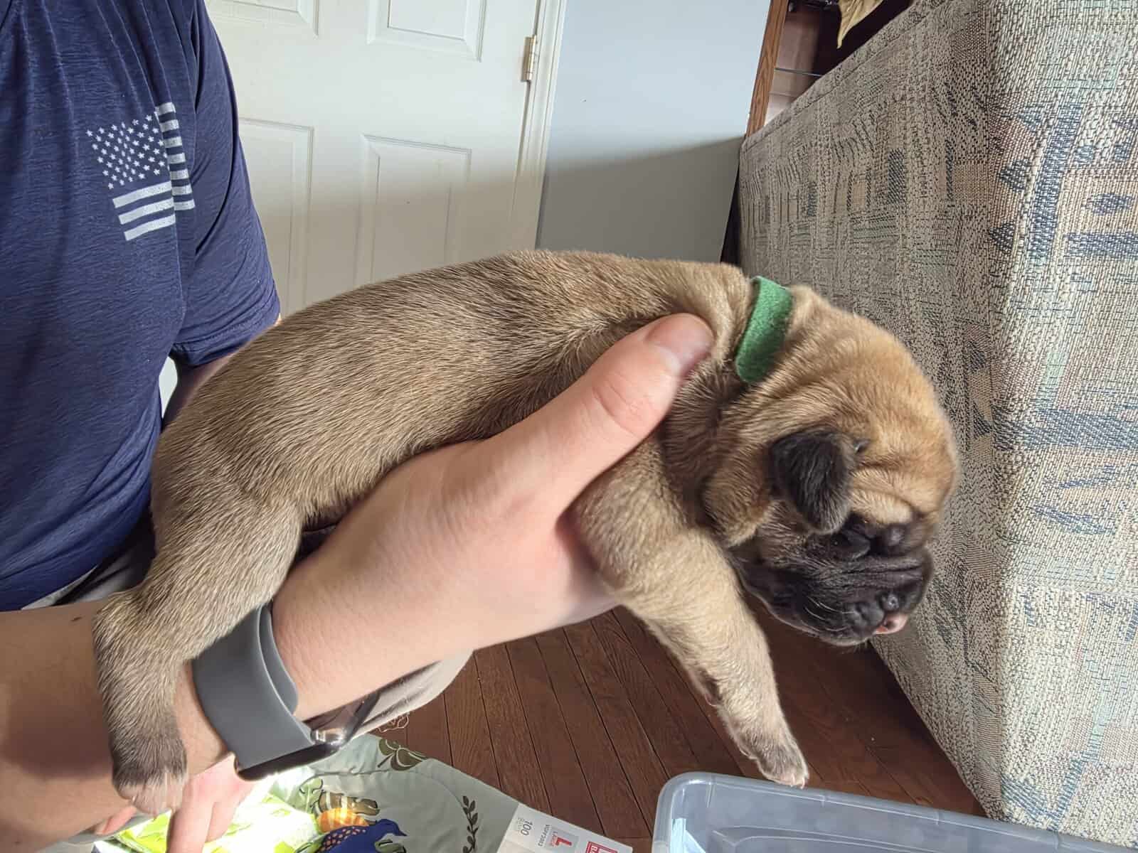 English mastiffs puppies for sale image 14