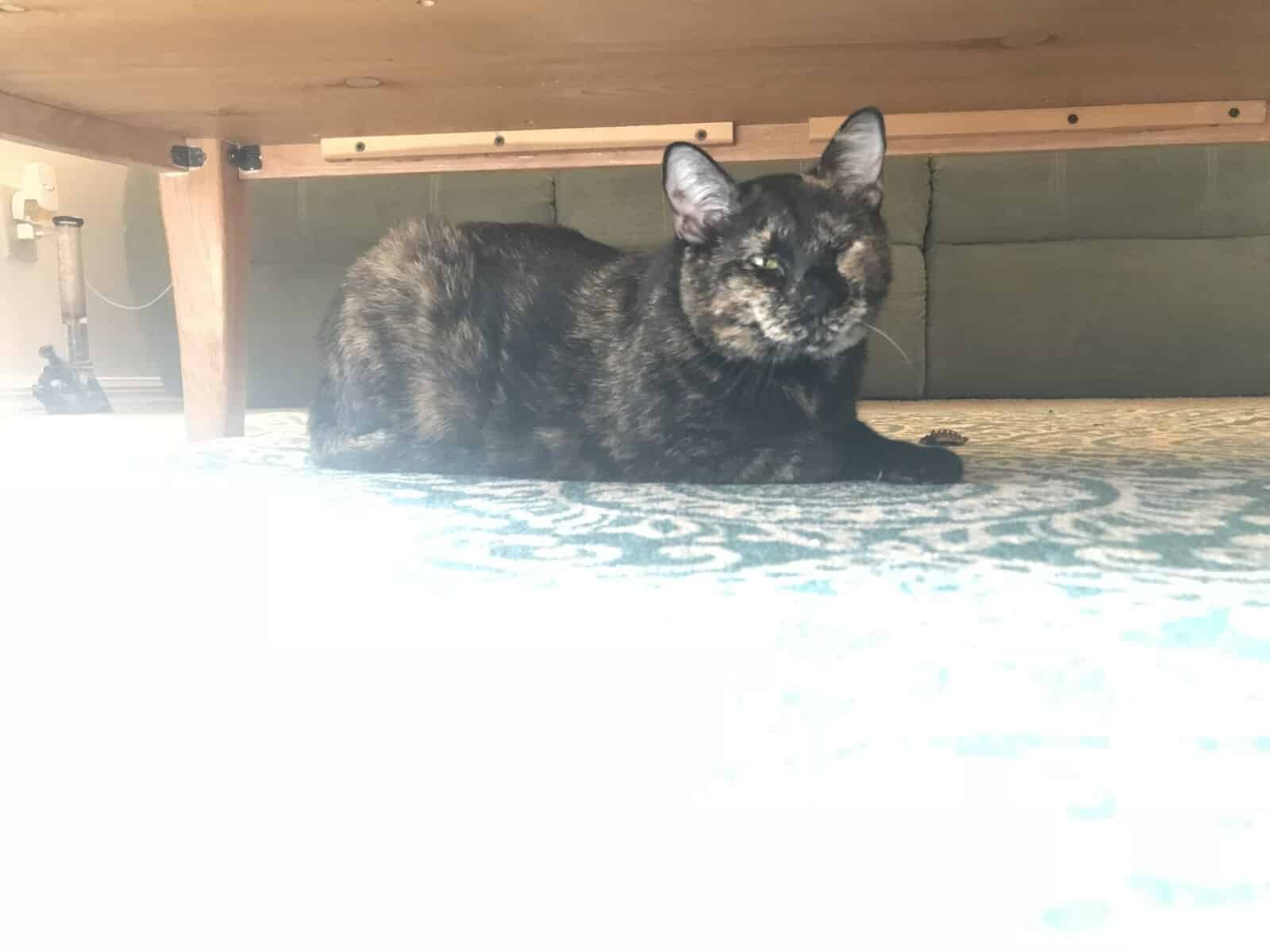 Daisy, tortoiseshell image 5