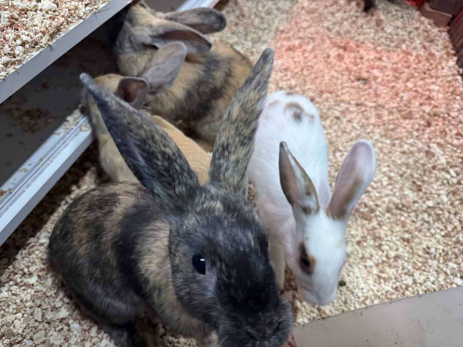 New Zealand Bunny Kits — Sweet, Chunky, & Ready No image 1