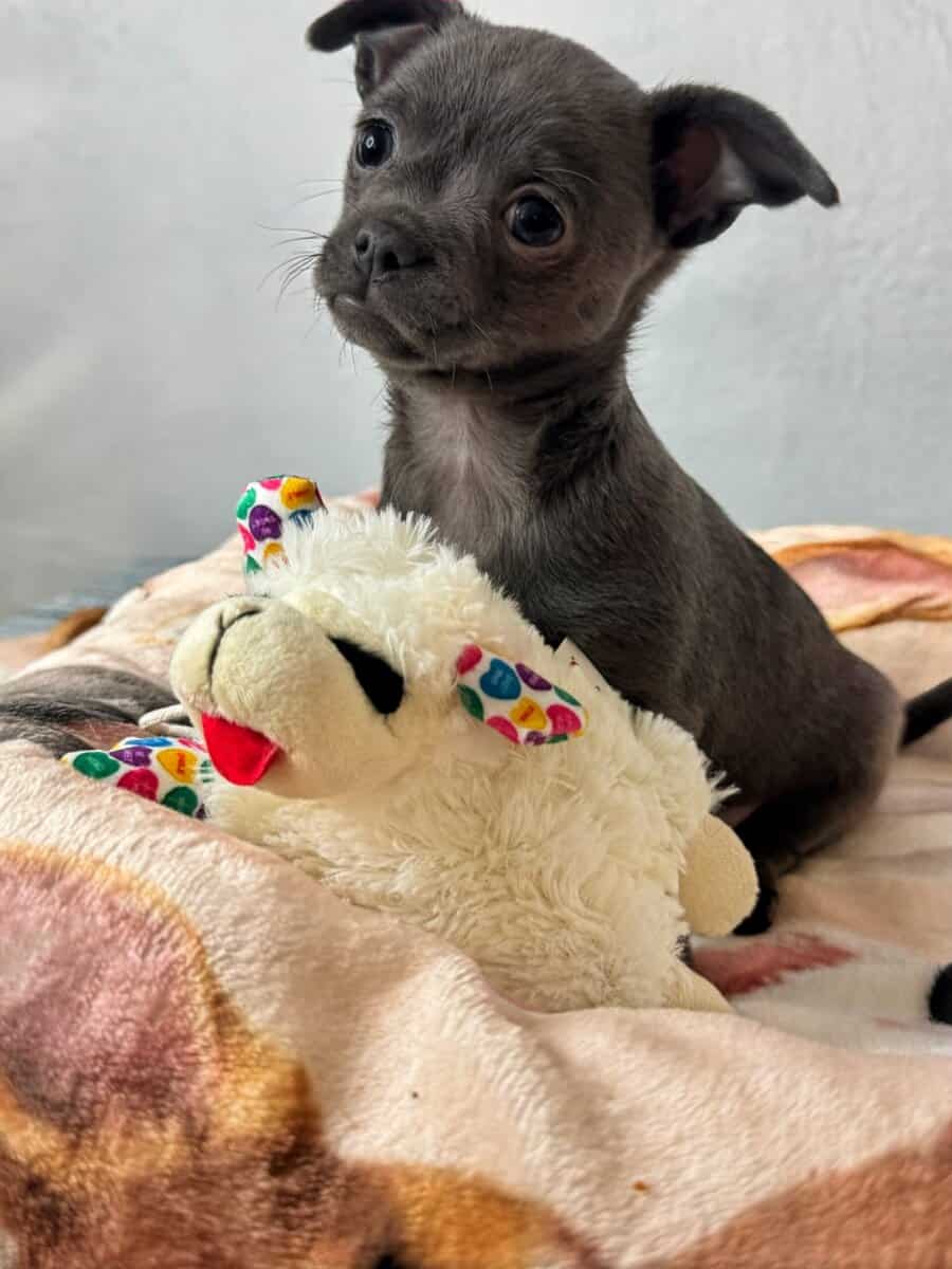 Applehead Chihuahuas purebred image 8