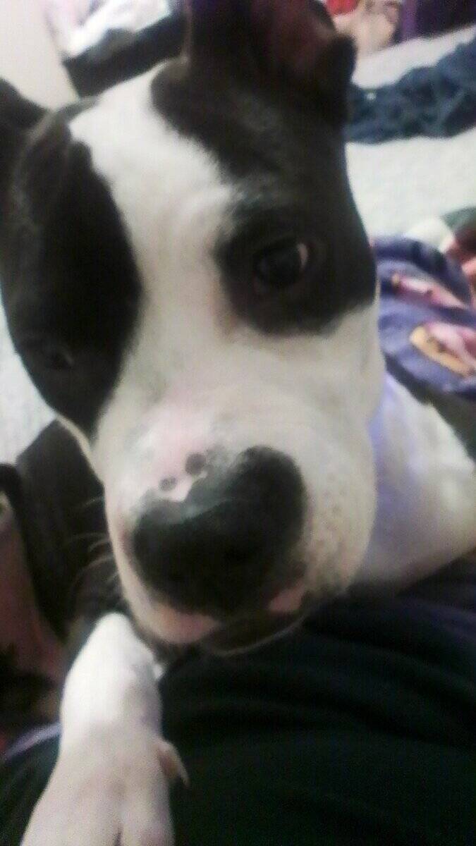 American pitbull for sale image 1