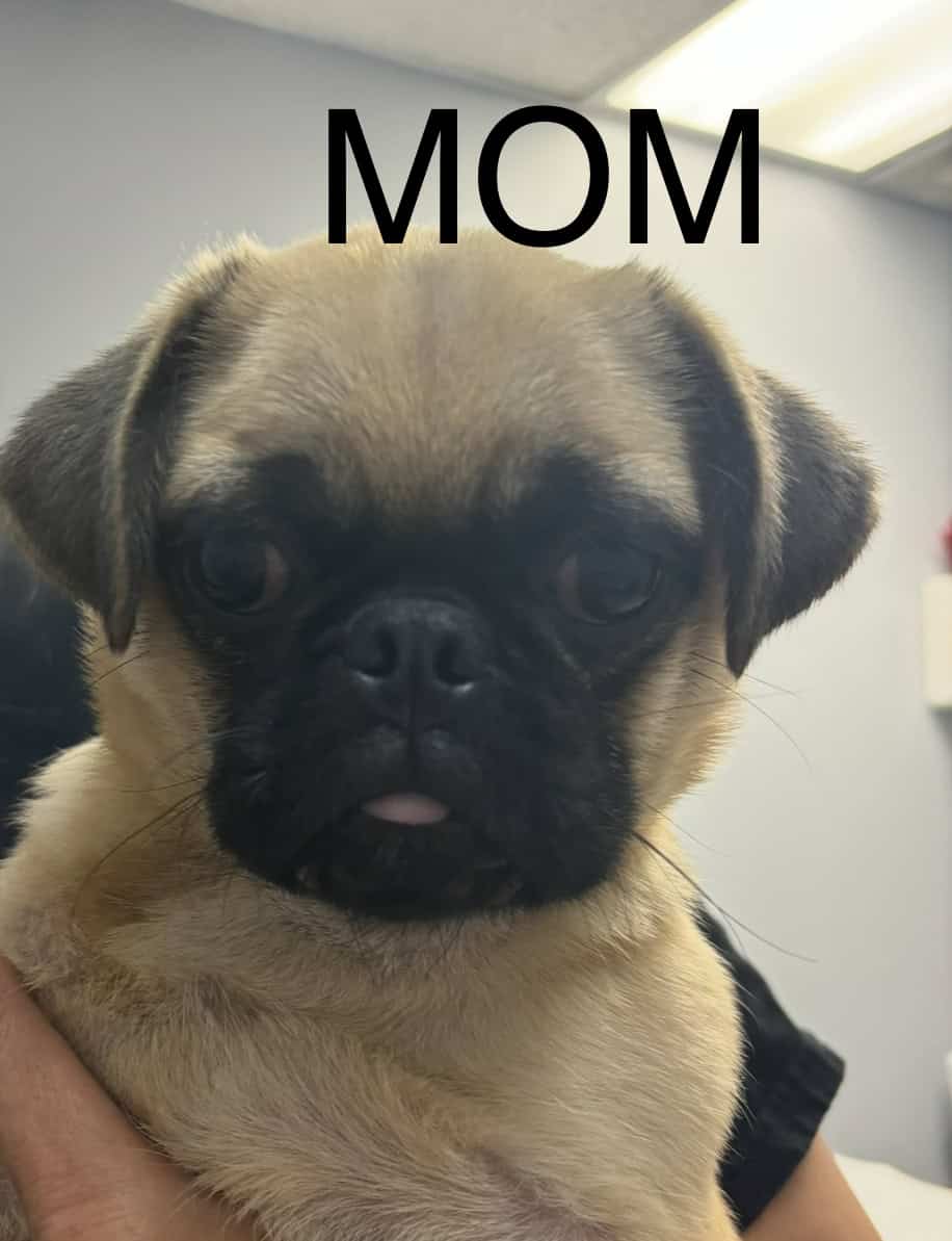 PUG PUPPIES!! image 19