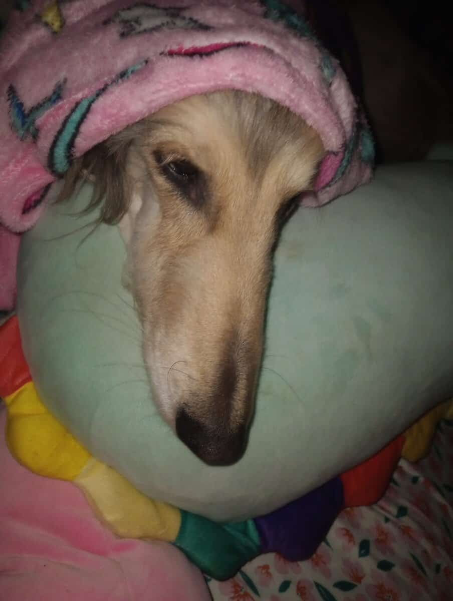 Afghan hound image 4