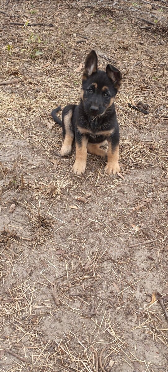 Registered German Shepherd Puppies image 3