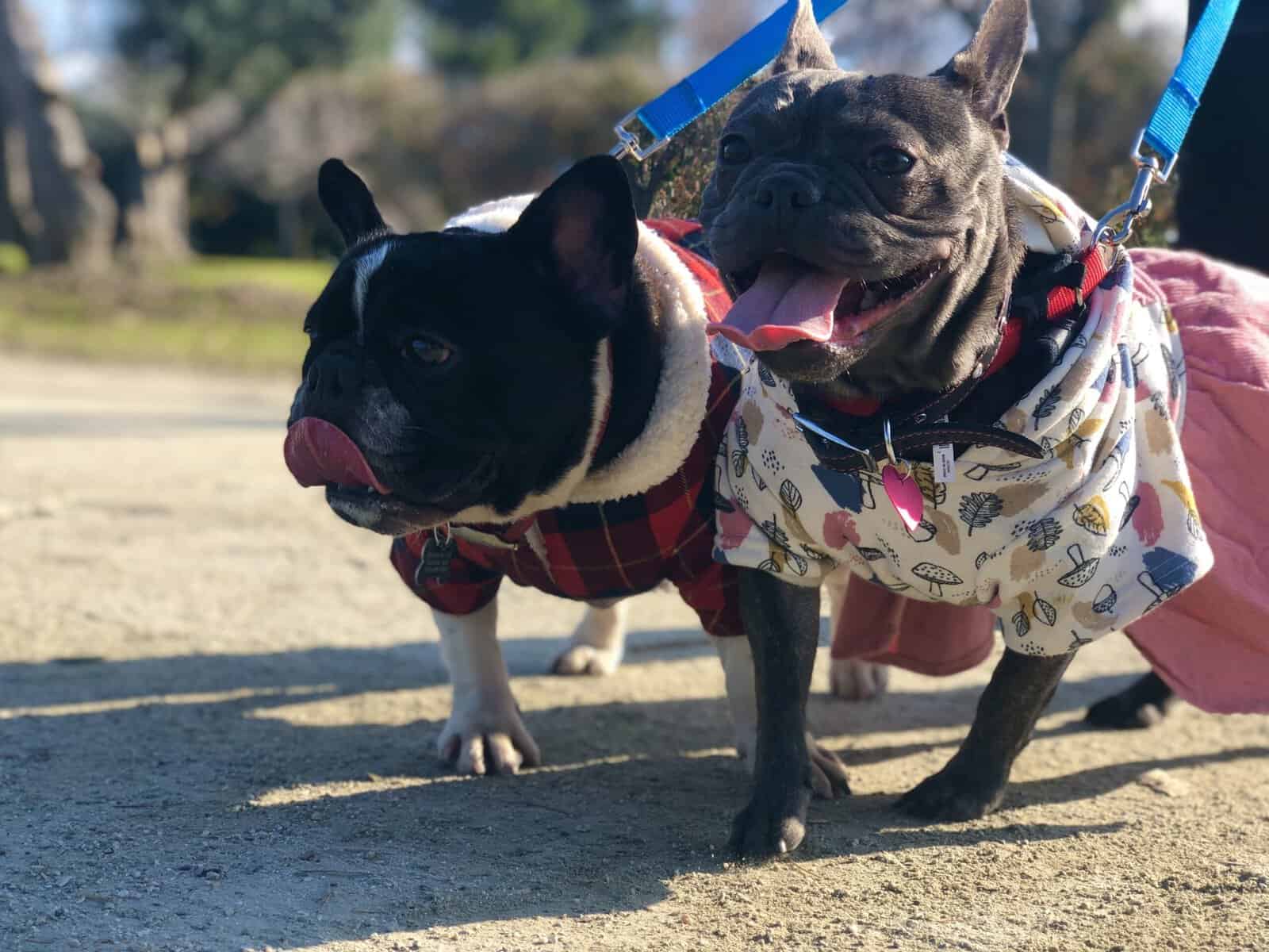Female French bulldog image 6