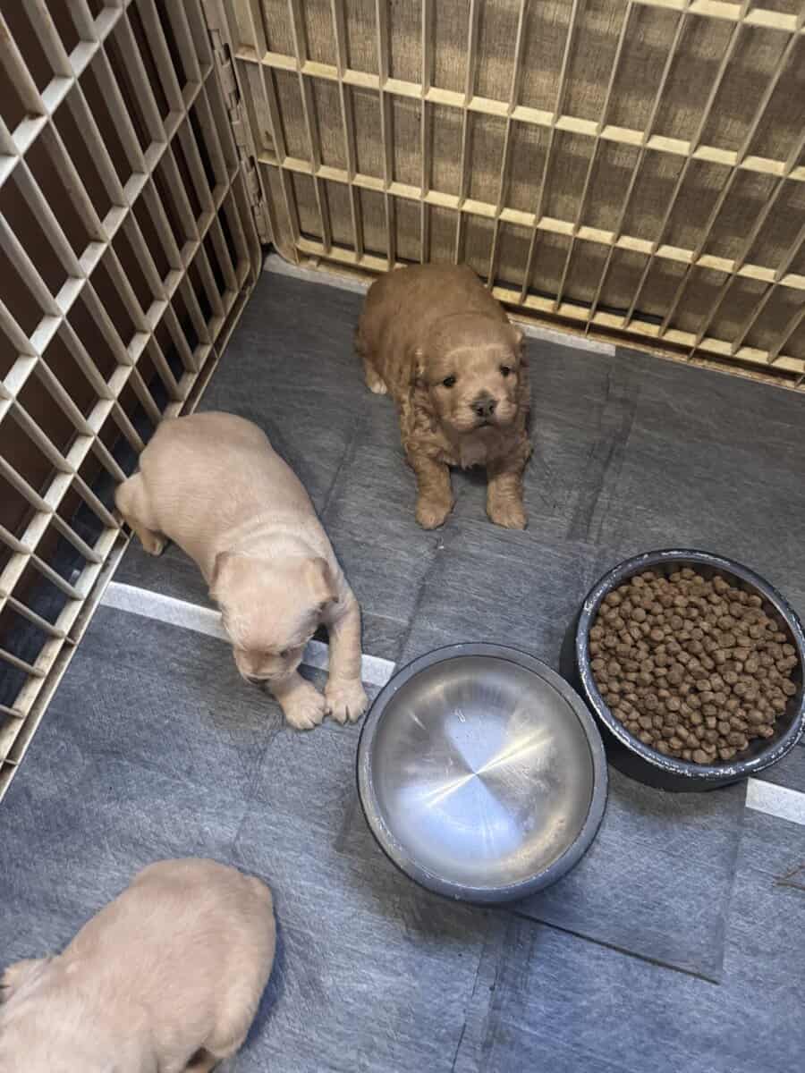 French bulldog/shihtzu/chihuahua mix puppies image 2
