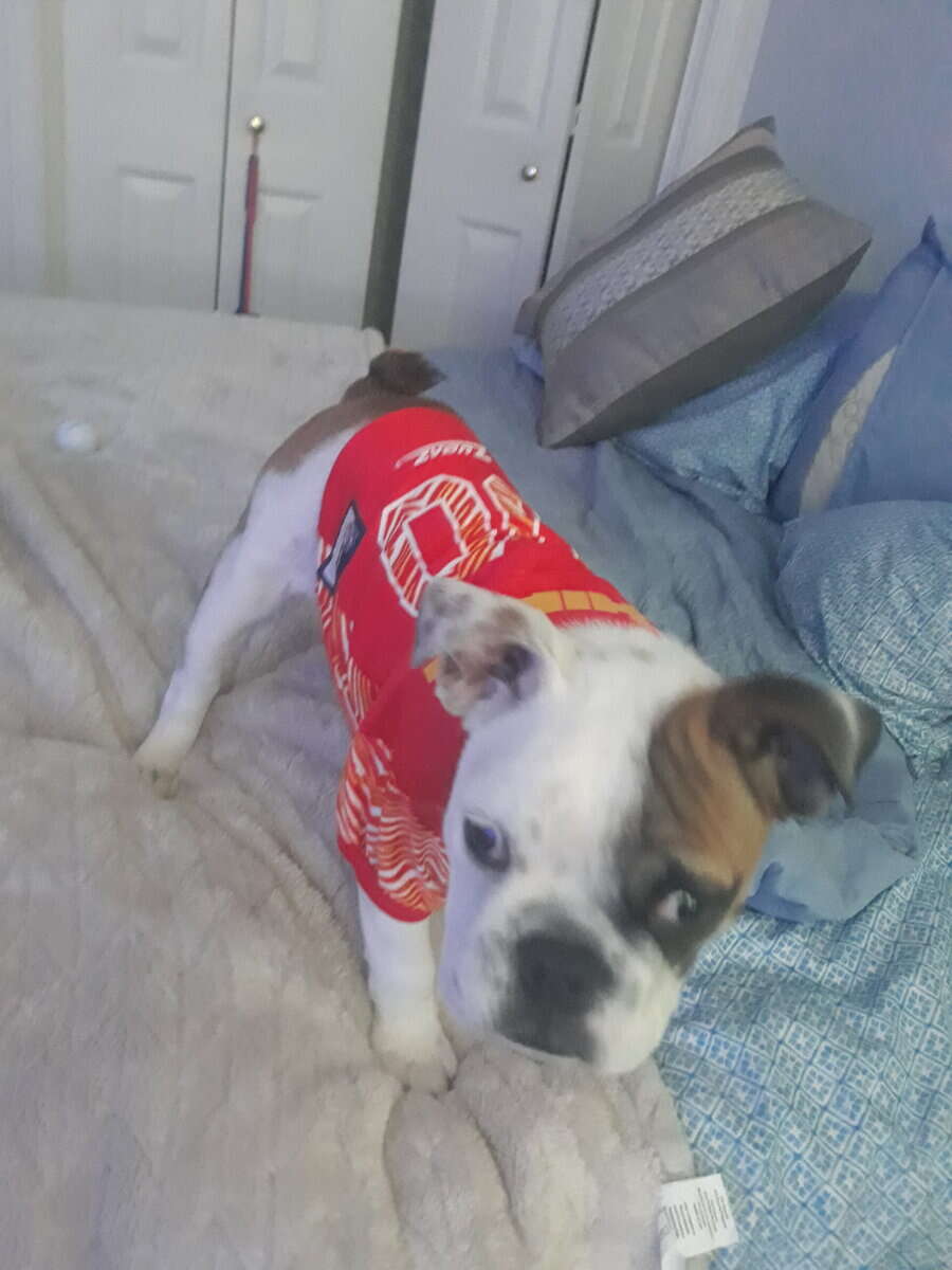 English Bulldog image 2