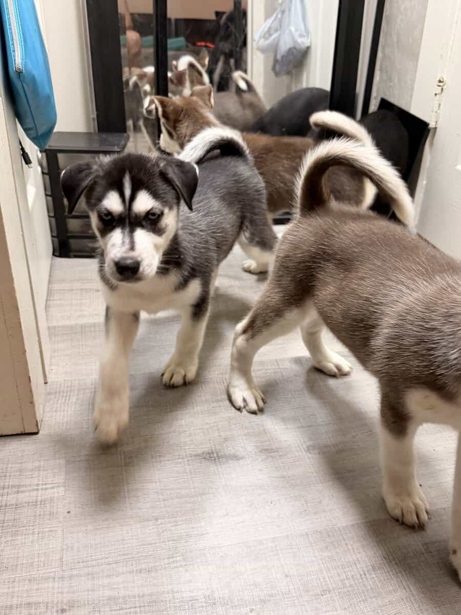 Siberian huskies image 1