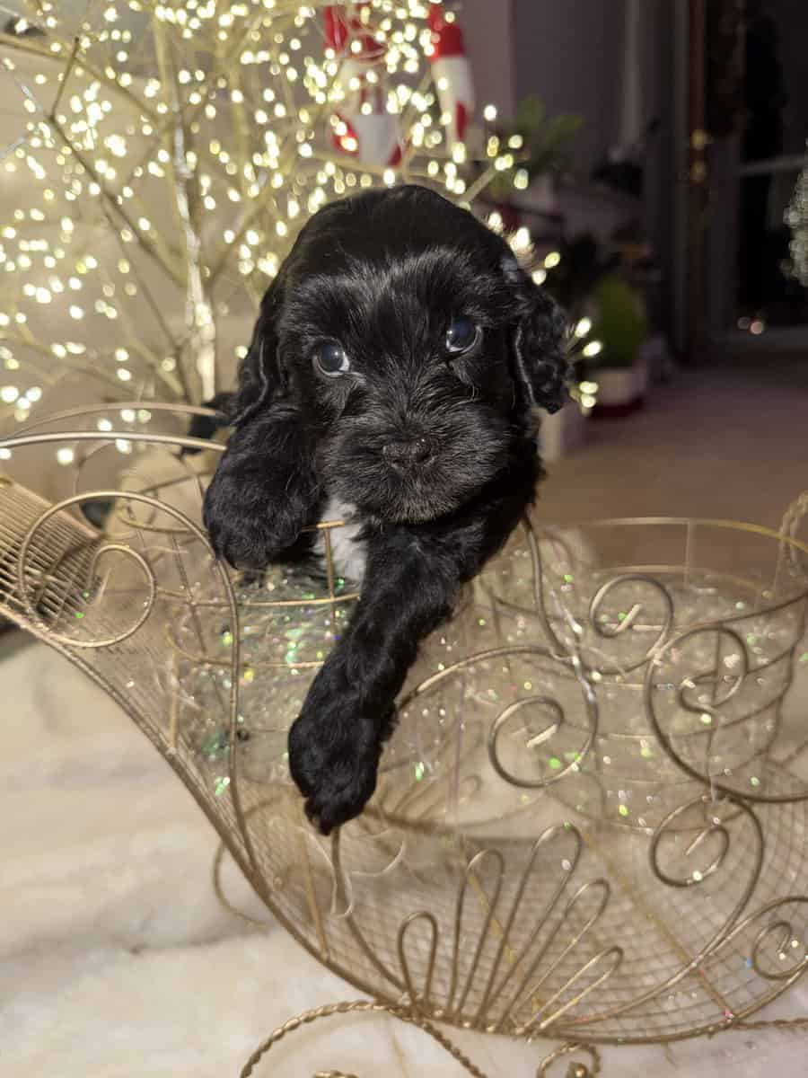 Mini Cockapoo/Aussie Doodle Puppies! image 2