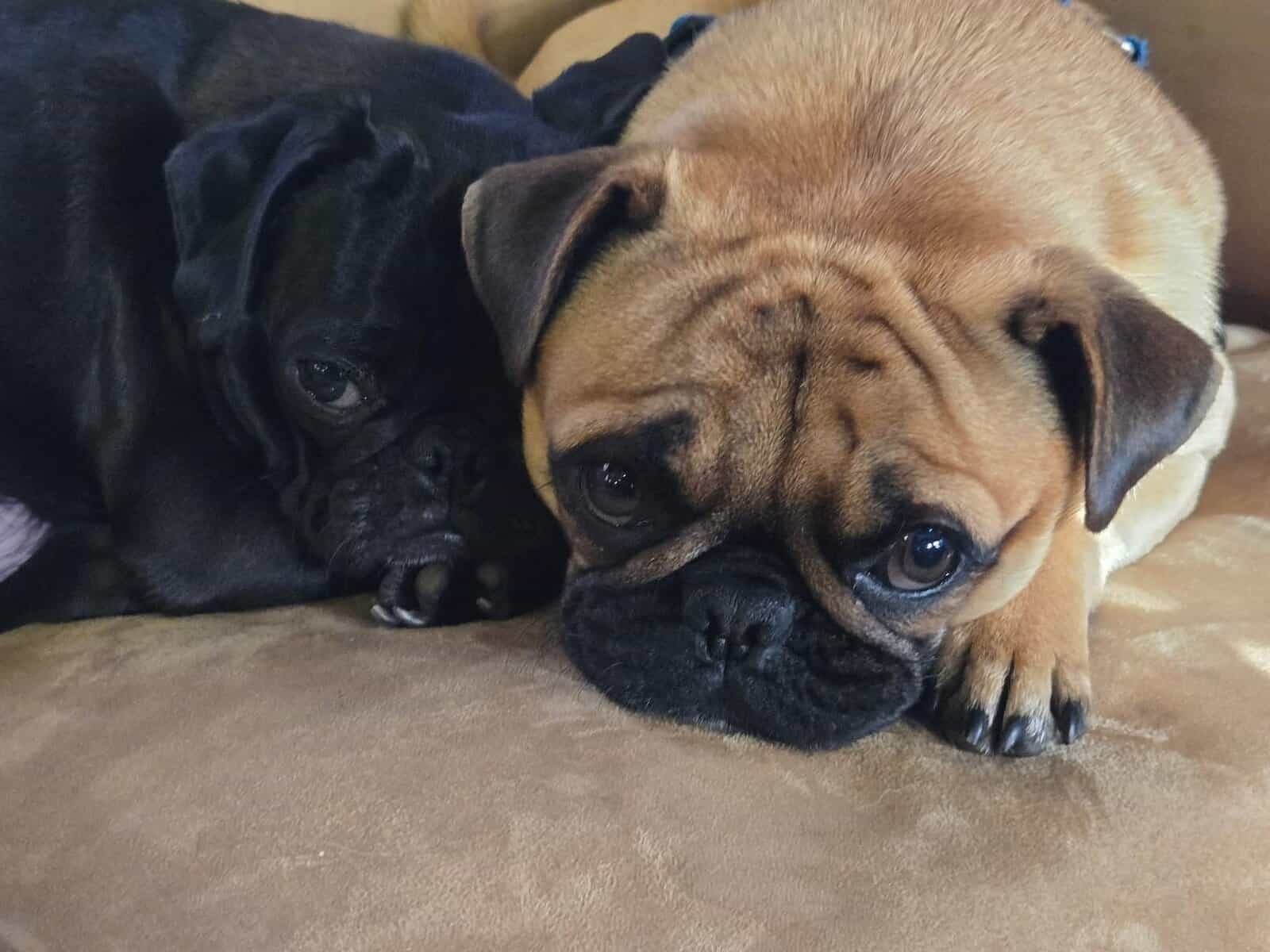 Loving Pugs image 4