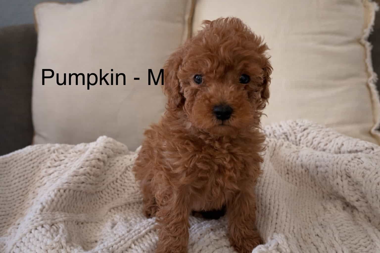 Miniature F2B Goldendoodles image 2