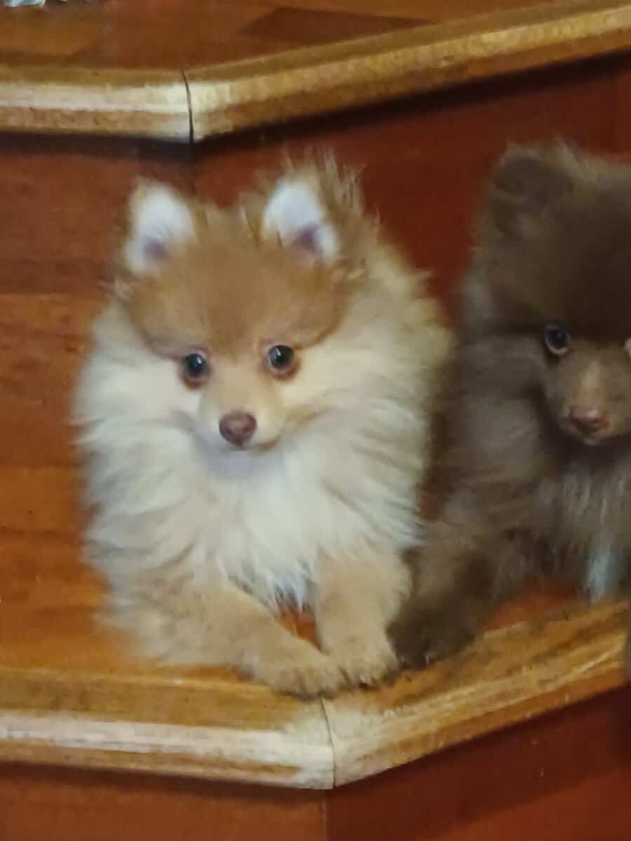 Pomeranian puppy image 1
