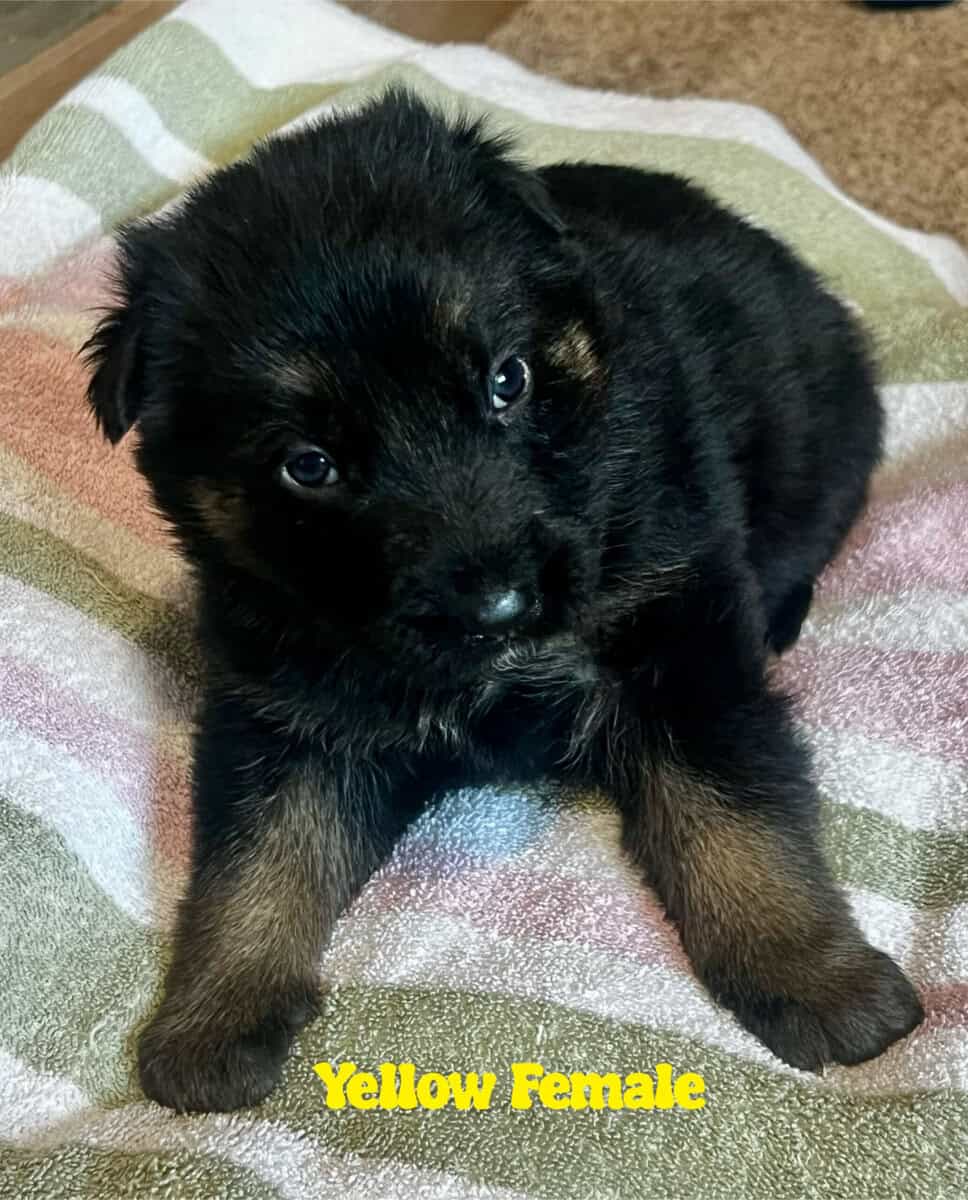 Black and Sable German Shepherd Puppies image 5