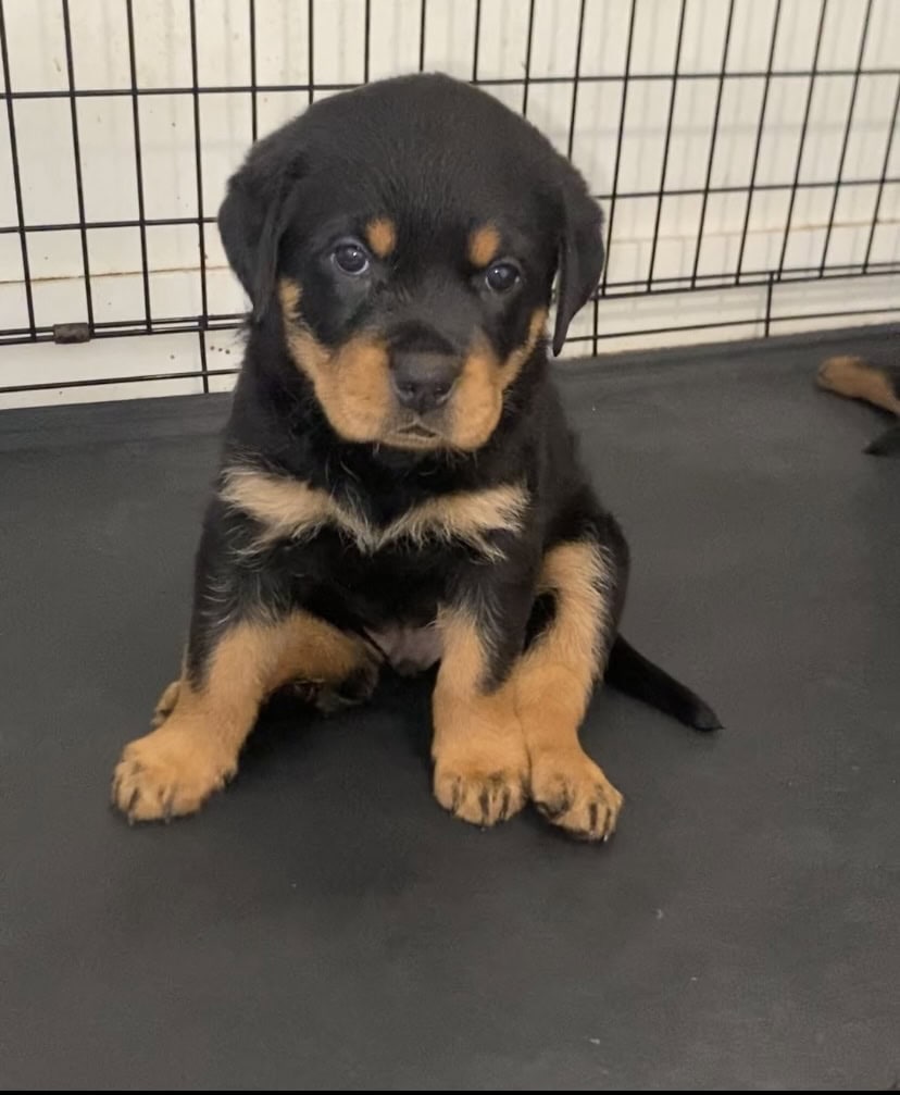 Rottweiler Puppies image 1