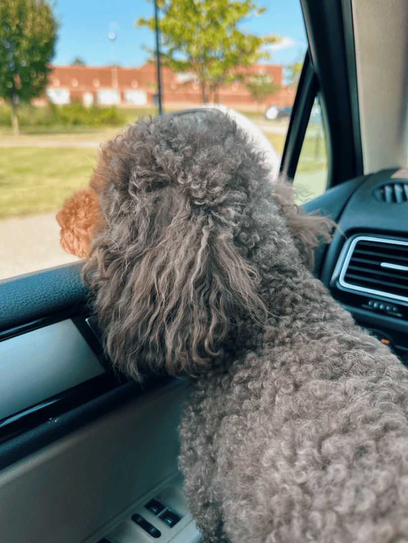 Dog for sale Cavapoo image 4