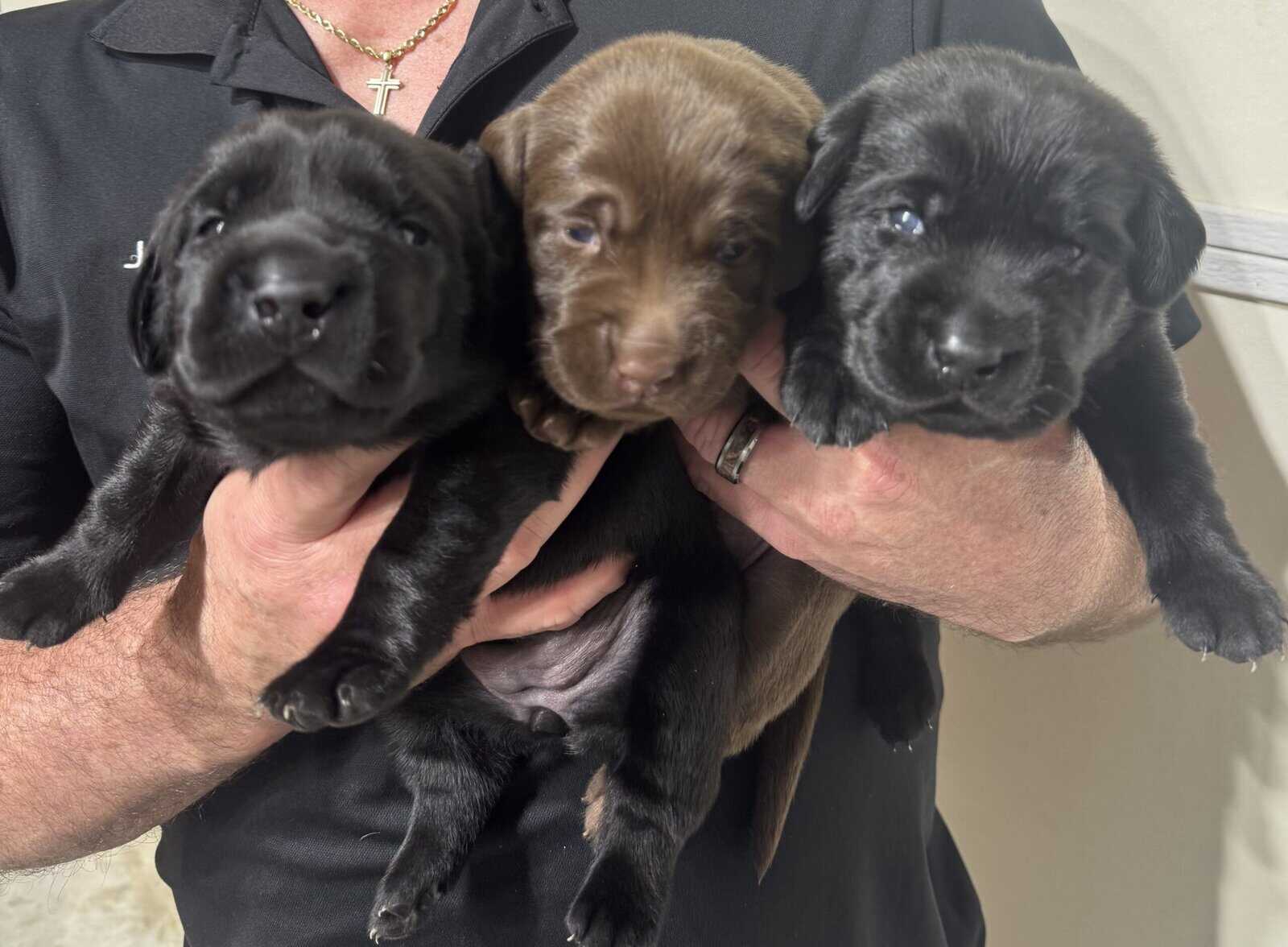 Charlotte’s Puppies image 4