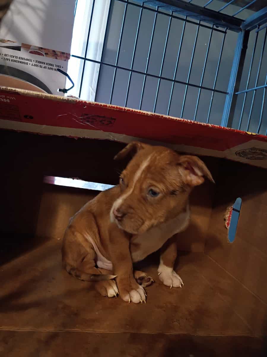 Pitbulls puppy 1 girl and 3 boys left image 6