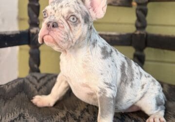 Frenchie Puppies