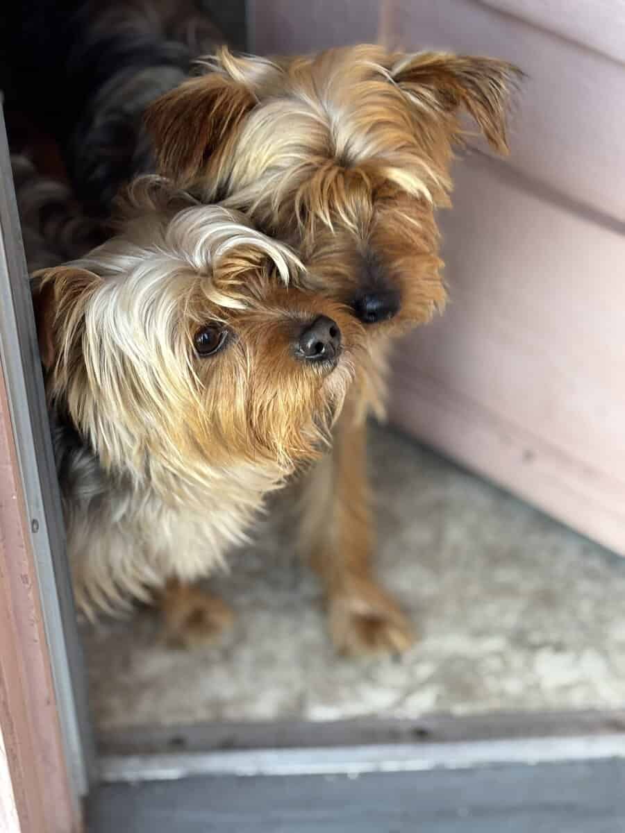 Amazing Bonded Yorkie brother image 1