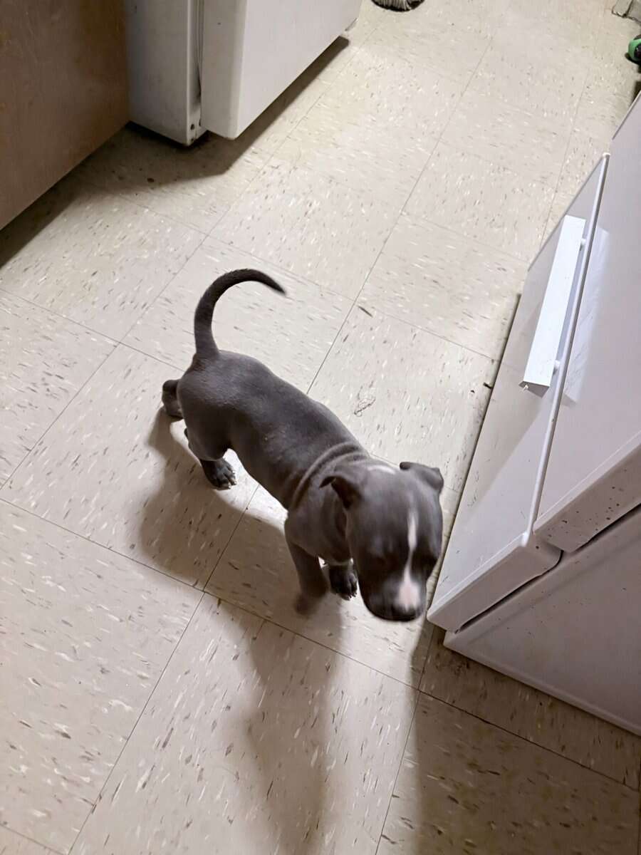 American PITBULL terrier bluenose female 9 weeks. image 7