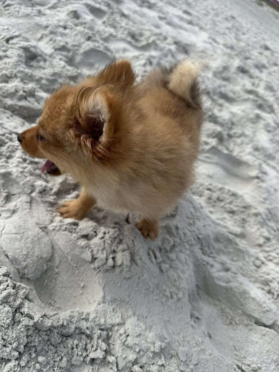 Pomeranian image 11