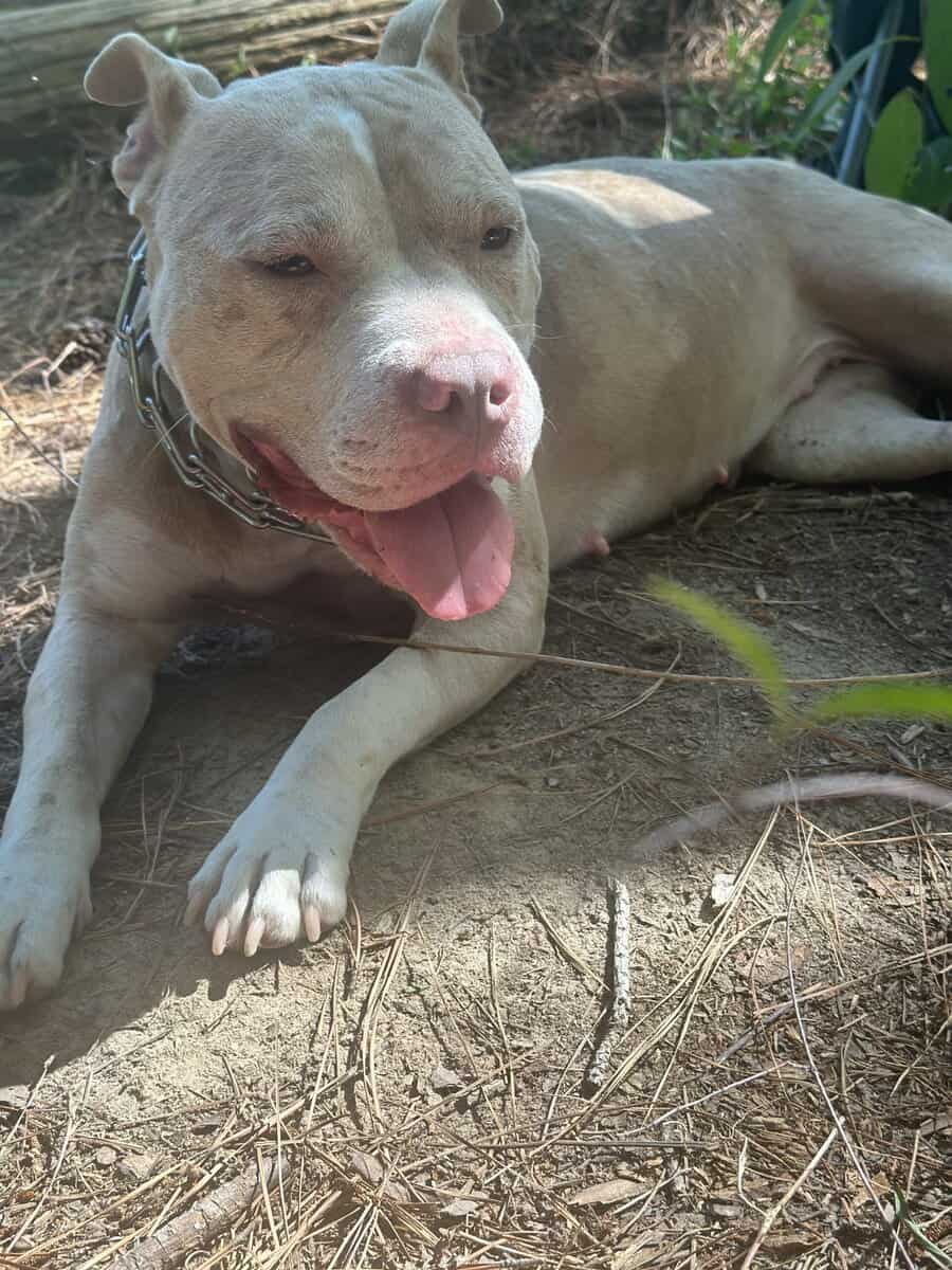 Albino Female pure breed american bully image 2