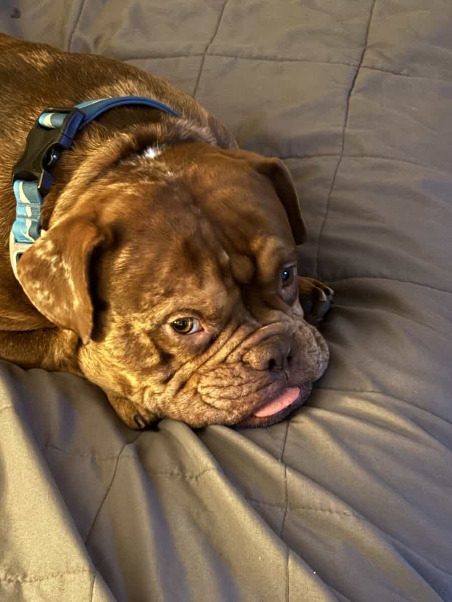 XL BULLY BREEDER FOR SALE! 1 year old image 1
