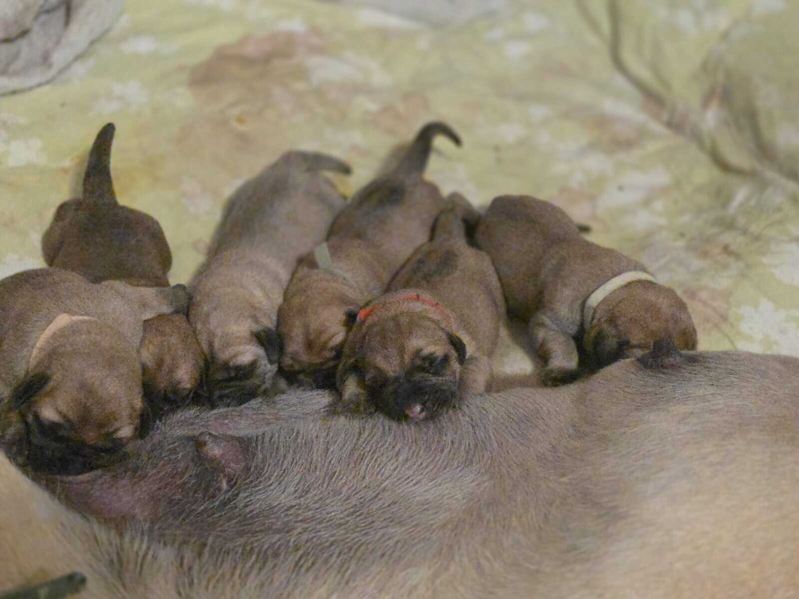 English mastiffs puppies for sale image 1