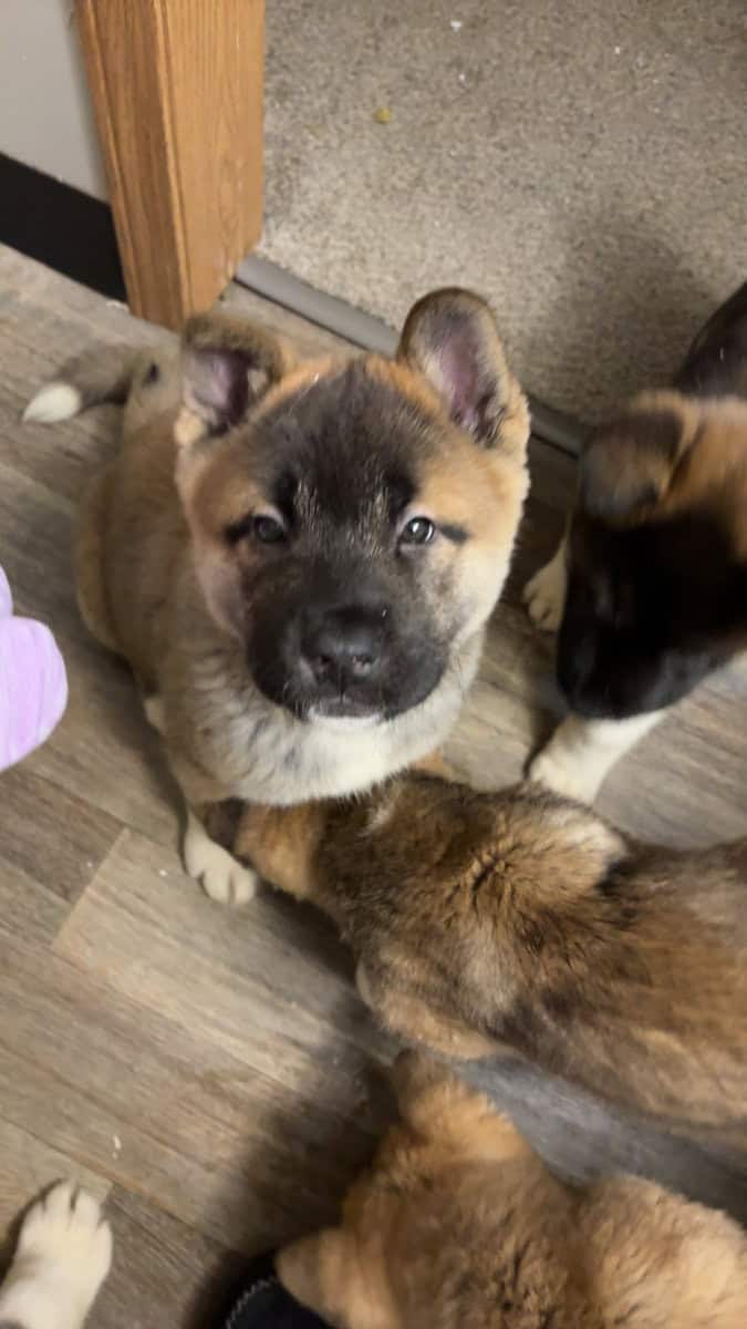 AKC American Akitas 300 image 1